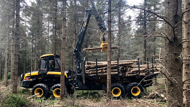 Les propriétaires de terres en friche d’Abitibi invités à devenir producteurs de bois