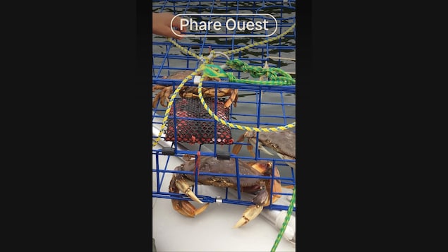 Daniel Pauly, biologiste marin et chercheur principal de l'initiative Sea Around Us de l'UBC, discute de Pêche et Océans Canada qui dit examiner une vidéo montrant l'équipage d’un navire se vantant d’avoir pêché des centaines de crabes dormeurs, une pêche qui est illégale.