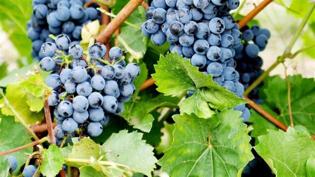 Des raisins photographiés sur la propriété du vignoble l'Orpailleur