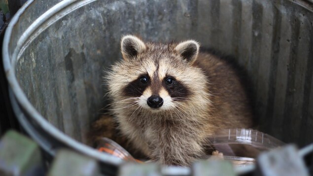 Un raton laveur dans une poubelle.
