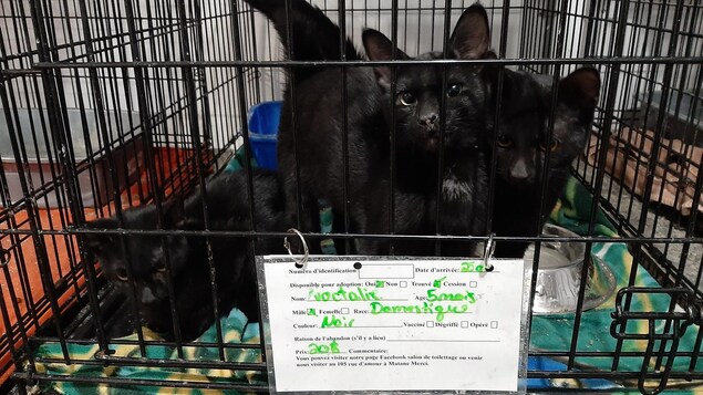 Deux petits chatons dans une cage en attente d'adoption.