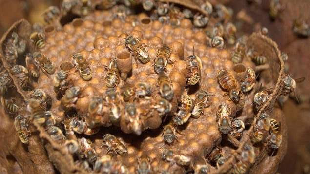 Une ruche d'abeilles mélipones
