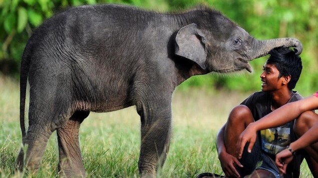 Un petit éléphant frotte sa trompe sur la tête d'un homme assis dans le gazon. 