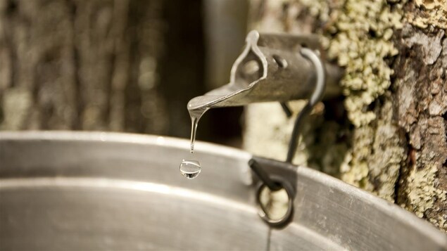 Une centaine de nouveaux producteurs de sirop d’érable dans la région