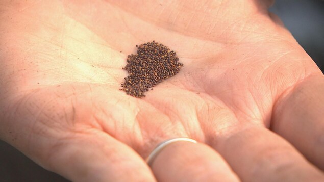 Des graines dans une main ouverte.
