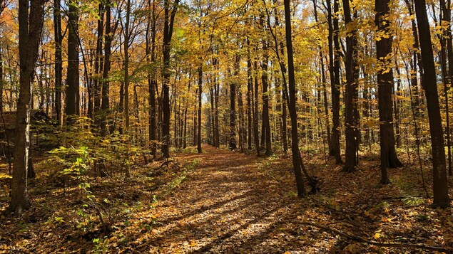 Un sentier couvert de feuilles mortes dans un boisé paré des couleurs de l'automne.
