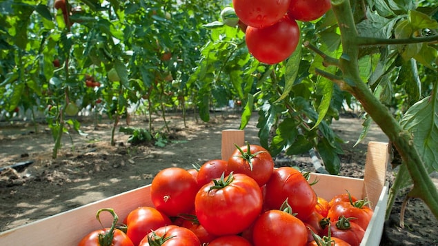 Parler de l’autonomie alimentaire et la valoriser pour la rendre « sexy »