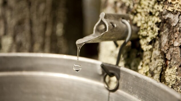 Goûte de sirop d'érable qui tombe dans une chaudière.
