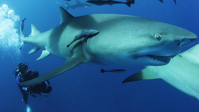Gros plan sur un requin avec un plongeur à sa droite qui le film.