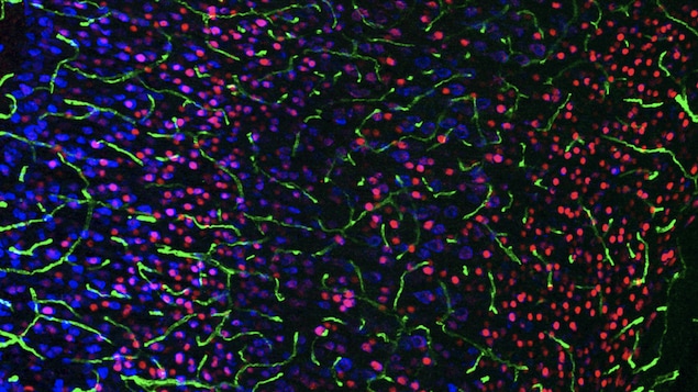 Image en microscopie de fluorescence faite sur des coupes de cerveau de souris dans le laboratoire de Baptiste Lacoste à l'Université d'Ottawa