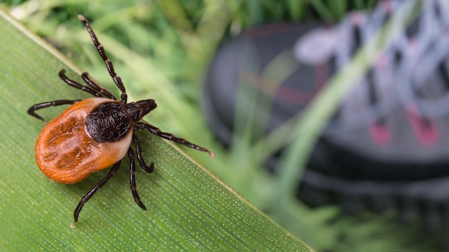 Gros plan d'une tique posée sur une feuille. L'insecte semble lorgner le soulier de randonnée d'une personne plus bas.