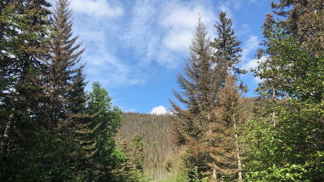 Diminution de la récolte annuelle de bois permise en Gaspésie