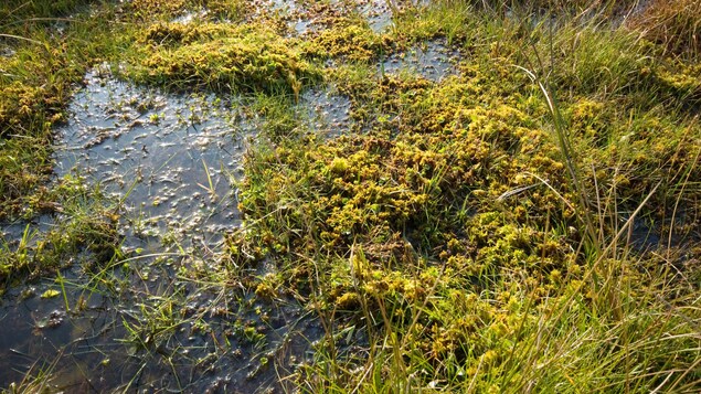 Zone de marécage du Dartmoor, au Royaume-Uni avec sphaigne (une mousse). 