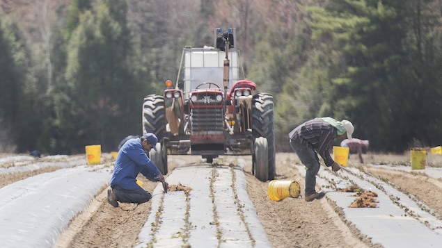 L’arrivée de nombreux travailleurs étrangers temporaires retardée en Abitibi-Témiscamingue