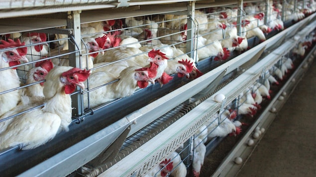Exceldor : des « milliers » de poulets euthanasiés par manque de personnel