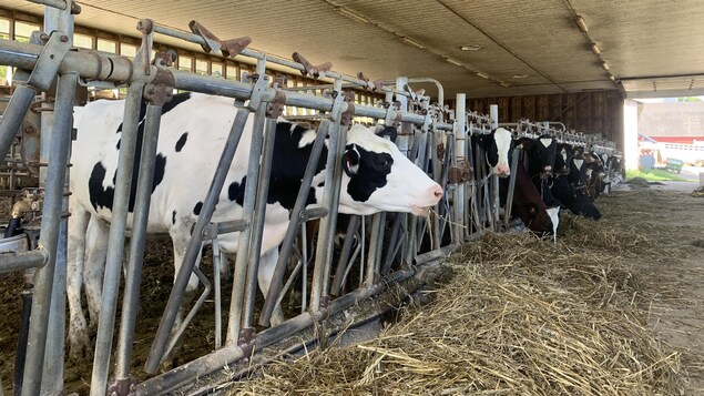 Agropur : une rencontre après l’offre du syndicat de mettre fin à sa grève