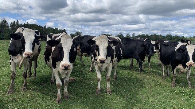 Des vaches dans un champ.