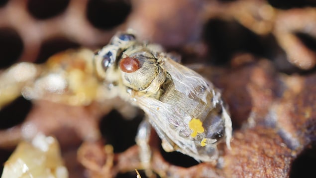 Gros plan sur une abeille morte avec un acarien sur le dos dans une ruche. 