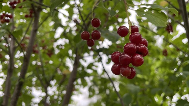Un verger dans le parc Wascana fournira des fruits à la banque alimentaire de Regina