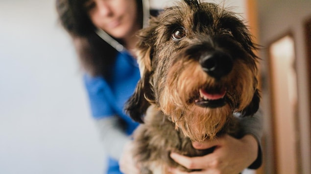 Un chien au premier plan est ausculté par une vétérinaire qu'on voit au second plan.