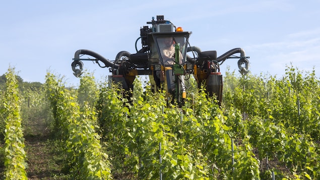 Un tracteur étend des pesticides dans les vignes