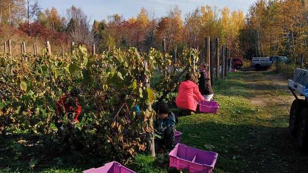 Des gens cueillent des raisins au vignoble Domaine Côte du Nord à Ragueneau. Des gens cueillent des raisins au vignoble Domaine Côte du Nord à Ragueneau.