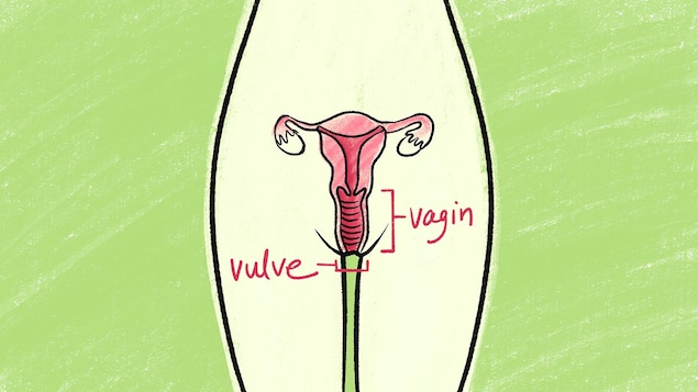 Illustration graphique du bas du corps d'une femme et de ses parties génitales, le tout sur un fond vert pomme. La vulve représente la partie extérieure et le vagin, le canal intérieur. 