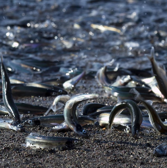 Dizaines de capelans ayant sauté hors de l'eau.