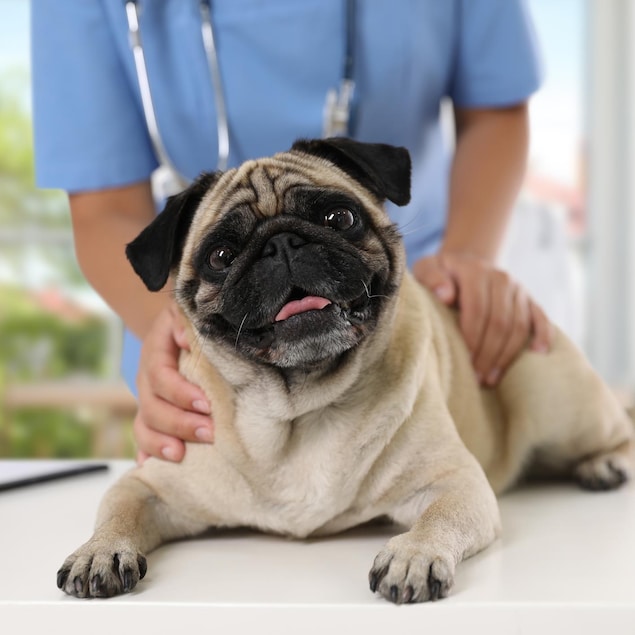 Une vétérinaire en train d'examiner un pug souriant.