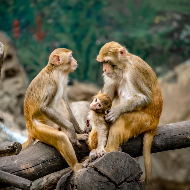 Deux macques assis sur une branche avec leur bébé.