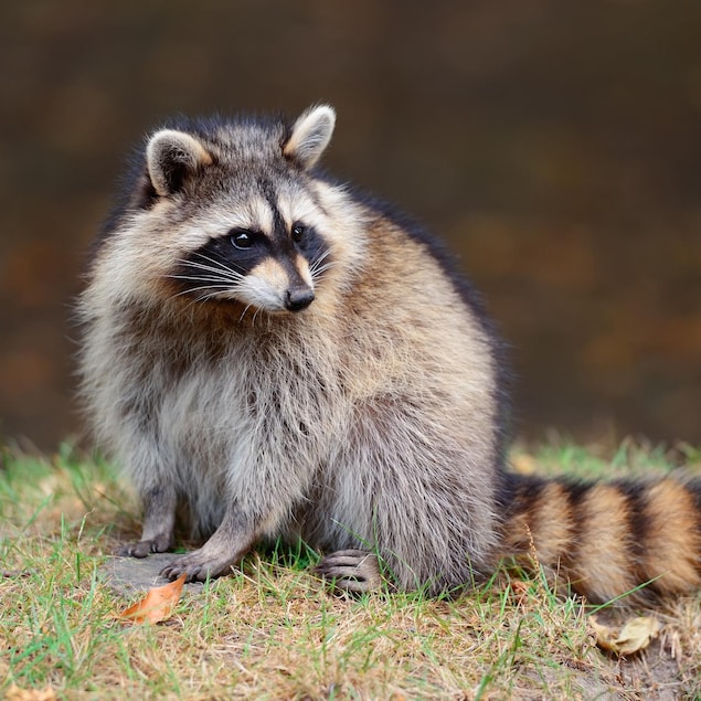 L'animal est en alerte et regarde au loin assis sur l'herbe.