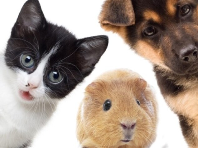 Un chaton, un bébé cochon d'Inde, et un chiot Un chaton, un bébé cochon d'Inde, et un chiot