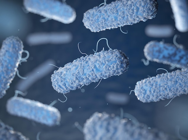 Vue d'artiste de la bactérie E. coli