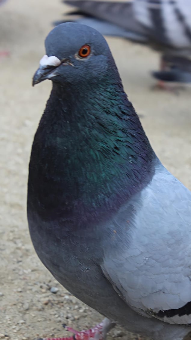 Gros plan sur un pigeon marchant dans le sable.