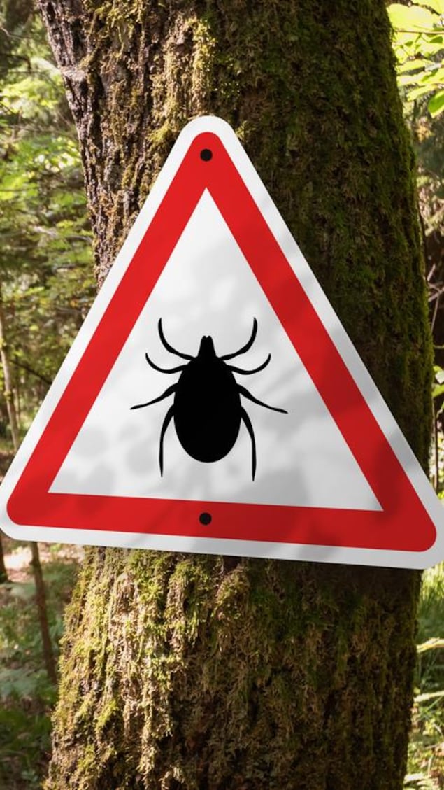 Un panneau de signalisation avec une tique dessus dans une forêt pour mettre en garde la population. 