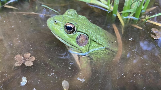 Une grenouille verte se repose dans un étang. 