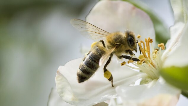 Gros plan d'une abeille qui butine dans une fleur.