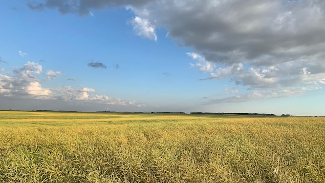 Un champ de canola à perte de vue sous un ciel à demi dégagé.