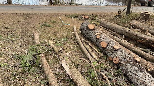 L’abattage d’arbres sur le chemin du Lac-d’Argent choque des résidents