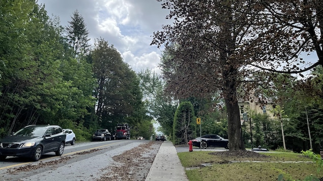 Un arbre perd ses feuilles sur le rue Ontario