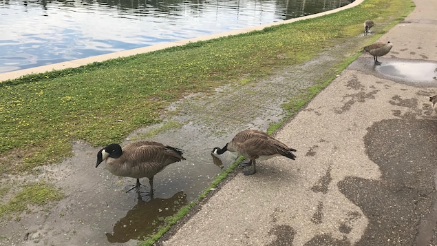 Regina obtient la certification « Ville amie des oiseaux » de Nature Canada