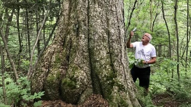 Un homme à côté d'un énorme bouleau jaune.