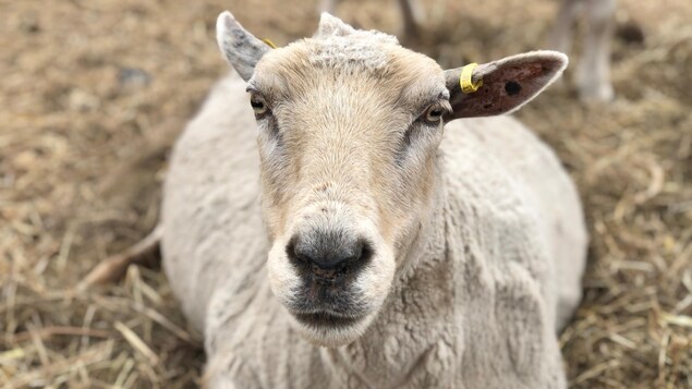 La production de lait de brebis en croissance en Estrie