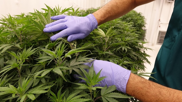 Des mains gantées touchent les feuilles de cannabis. 