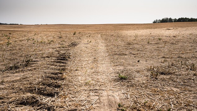 Sécheresse, fumée et canicule : l’été des extrêmes historiques en Alberta