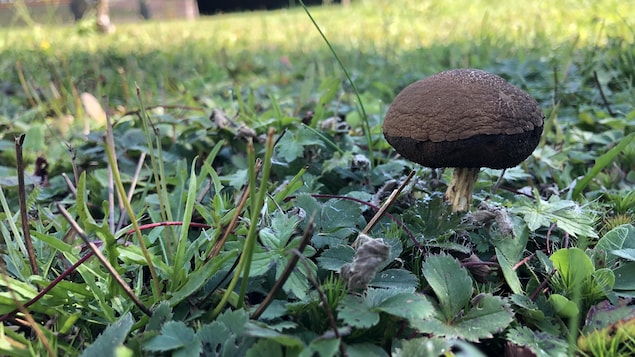Un champignon sur de la pelouse.