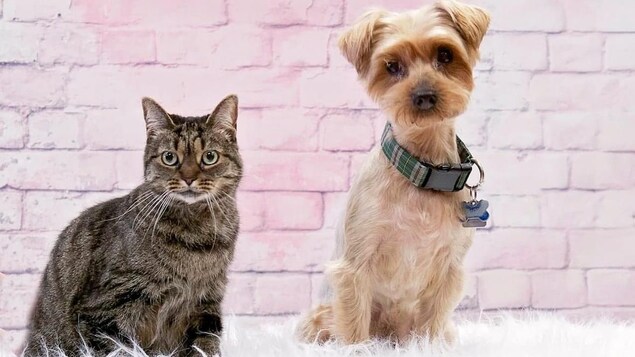 Le chat et le chien côte-à-côte