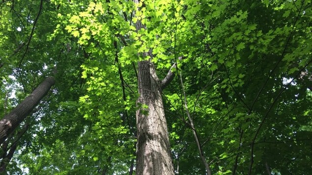 Le chêne devient l’arbre officiel de Toronto