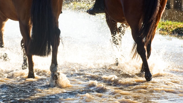 Deux chevaux marchant dans un ruisseau.