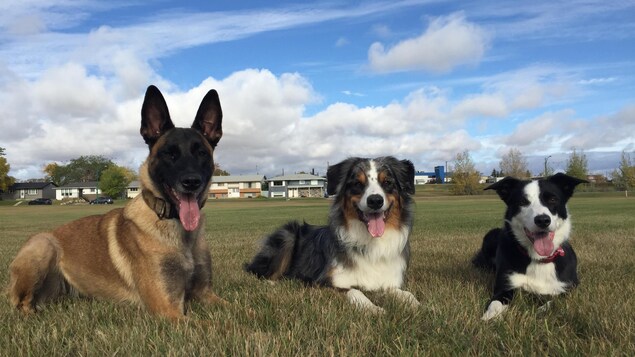 Une photo des trois chiens de Vanessa Durand, Aries, Sly et Echo. Une photo des trois chiens de Vanessa Durand, Aries, Sly et Echo.